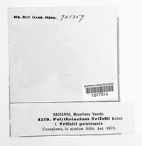 Polythrincium trifolii image
